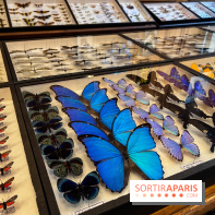 Deyrolle, l'incroyable cabinet de curiosités à Paris - nos photos