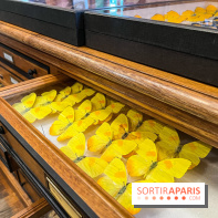 Deyrolle, l'incroyable cabinet de curiosités à Paris - nos photos