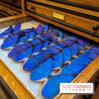 Deyrolle, l'incroyable cabinet de curiosités à Paris - nos photos