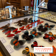 Deyrolle, l'incroyable cabinet de curiosités à Paris - nos photos