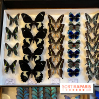 Deyrolle, l'incroyable cabinet de curiosités à Paris - nos photos - image00041