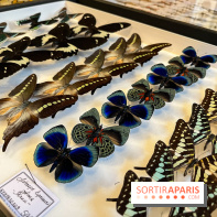 Deyrolle, l'incroyable cabinet de curiosités à Paris - nos photos