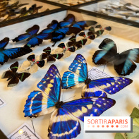 Deyrolle, l'incroyable cabinet de curiosités à Paris - nos photos