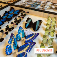 Deyrolle, l'incroyable cabinet de curiosités à Paris - nos photos - image00046