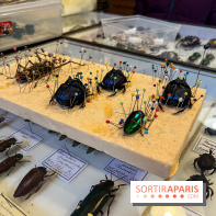 Deyrolle, l'incroyable cabinet de curiosités à Paris - nos photos