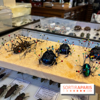 Deyrolle, l'incroyable cabinet de curiosités à Paris - nos photos
