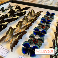 Deyrolle, l'incroyable cabinet de curiosités à Paris - nos photos