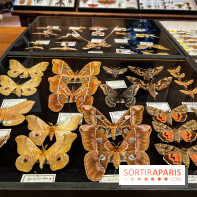 Deyrolle, l'incroyable cabinet de curiosités à Paris - nos photos