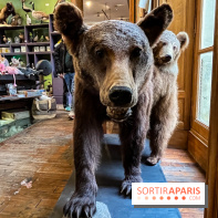 Deyrolle, l'incroyable cabinet de curiosités à Paris - nos photos