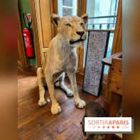 Deyrolle, l'incroyable cabinet de curiosités à Paris - nos photos