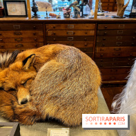 Deyrolle, l'incroyable cabinet de curiosités à Paris - nos photos