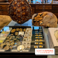 Deyrolle, l'incroyable cabinet de curiosités à Paris - nos photos
