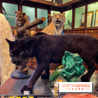 Deyrolle, l'incroyable cabinet de curiosités à Paris - nos photos