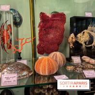 Deyrolle, l'incroyable cabinet de curiosités à Paris - nos photos