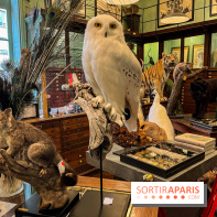 Deyrolle, l'incroyable cabinet de curiosités à Paris - nos photos