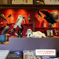 Deyrolle, l'incroyable cabinet de curiosités à Paris - nos photos