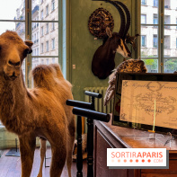 Deyrolle, l'incroyable cabinet de curiosités à Paris - nos photos