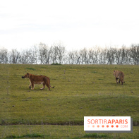 Le Royaume des Lions, l'hôtel immersif à la Lumigny Safari Reserve - nos photos - 593B9003 B1C8 4975 8D19 0E6D450B2386