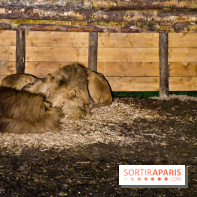 Le Royaume des Lions, l'hôtel immersif à la Lumigny Safari Reserve - nos photos - 188C6498 5AAA 4BBA B147 F41BAD933D6C