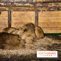 Le Royaume des Lions, l'hôtel immersif à la Lumigny Safari Reserve - nos photos - 379E824D D6EB 4511 9D9A EFA853D418FA