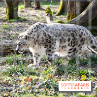 Lumigny Safari Reserve - nos photos - image00041