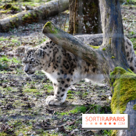 Lumigny Safari Reserve - nos photos - image00039