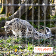 Lumigny Safari Reserve - nos photos - image00040