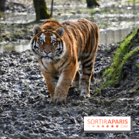 Lumigny Safari Reserve - nos photos - image00030