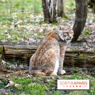 Lumigny Safari Reserve - nos photos