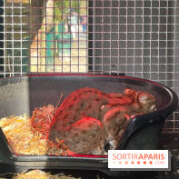 Lumigny Safari Reserve - nos photos - image00023