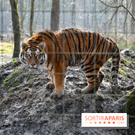 Lumigny Safari Reserve - nos photos - image00025