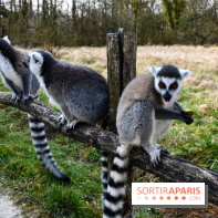 Lumigny Safari Reserve - nos photos