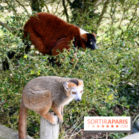 Lumigny Safari Reserve - nos photos - image00007