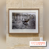 Zola photographe : l'exposition à l'Espace Richaud, à Versailles