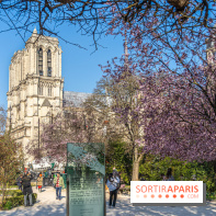 Le Square Viviani devant Notre-Dame de Paris