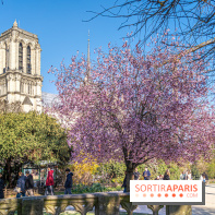 Le Square Viviani devant Notre-Dame de Paris  - A7C03841