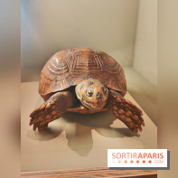 Déserts : l'exposition scientifique se dévoile au Muséum d'Histoire naturelle de Paris