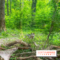 La Forêt des Loups - IMG 2091