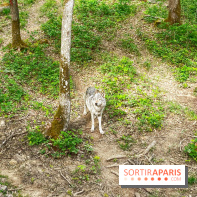 La Forêt des Loups