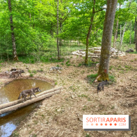 La Forêt des Loups