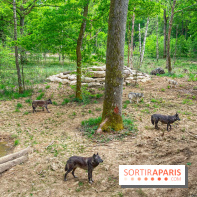 La Forêt des Loups