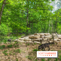 La Forêt des Loups