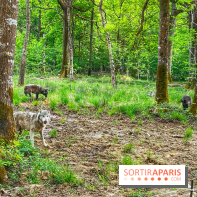 La Forêt des Loups