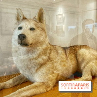 Collection dédié aux chiens