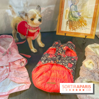 Collection dédié aux chiens