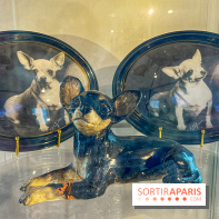 Collection dédié aux chiens