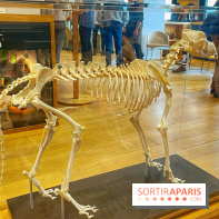Collection dédié aux chiens