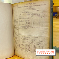 Collection dédié aux chiens - IMG 2328