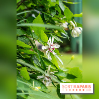 Les Jardins de Juliette à Elancourt