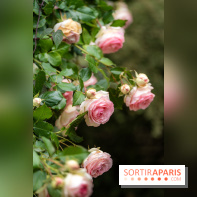 Le Jardin des Aubépines a Auffargis  - A7C01409